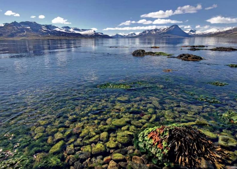 Seaweed Knotted Wrack